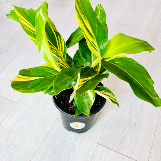 Variegated Ginger