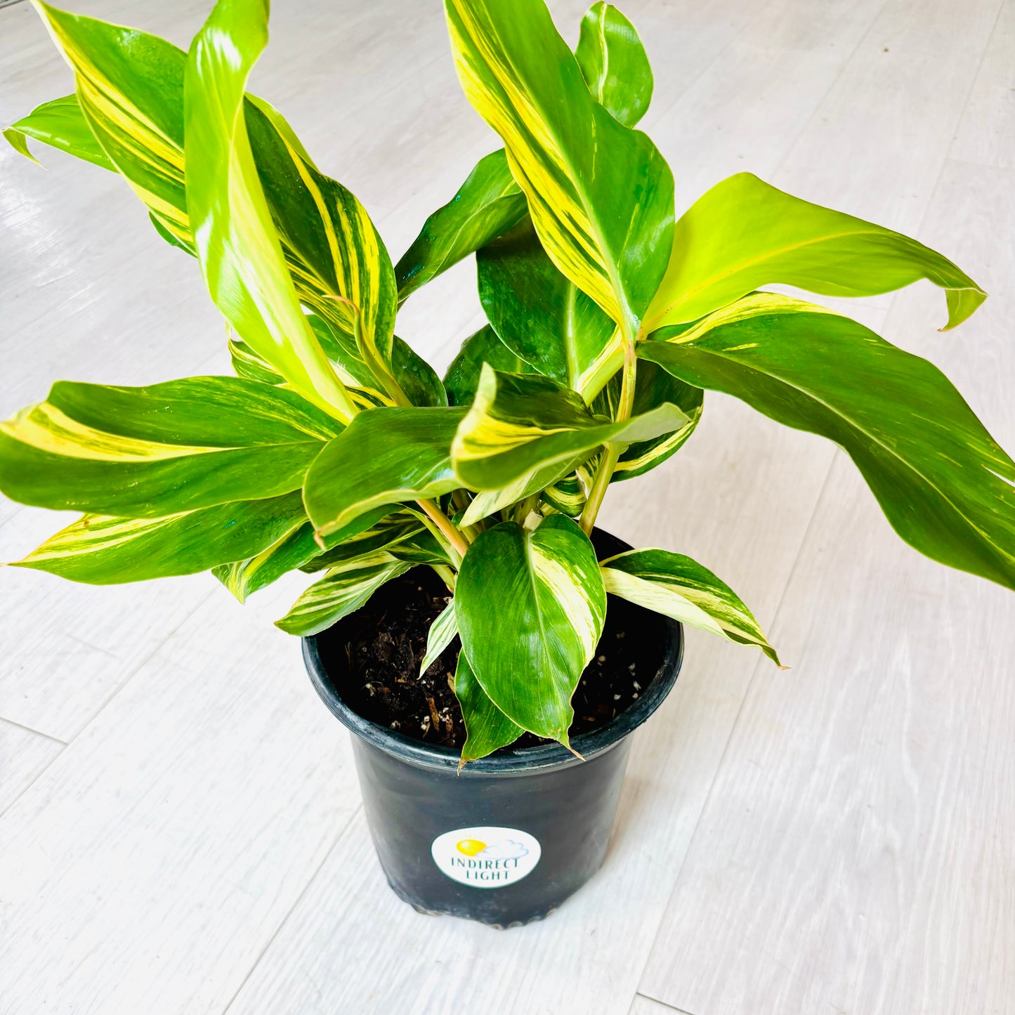 Variegated Ginger
