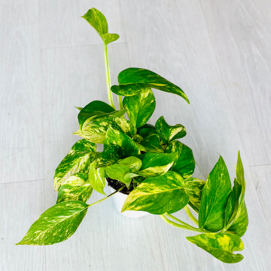 Golden Pothos
