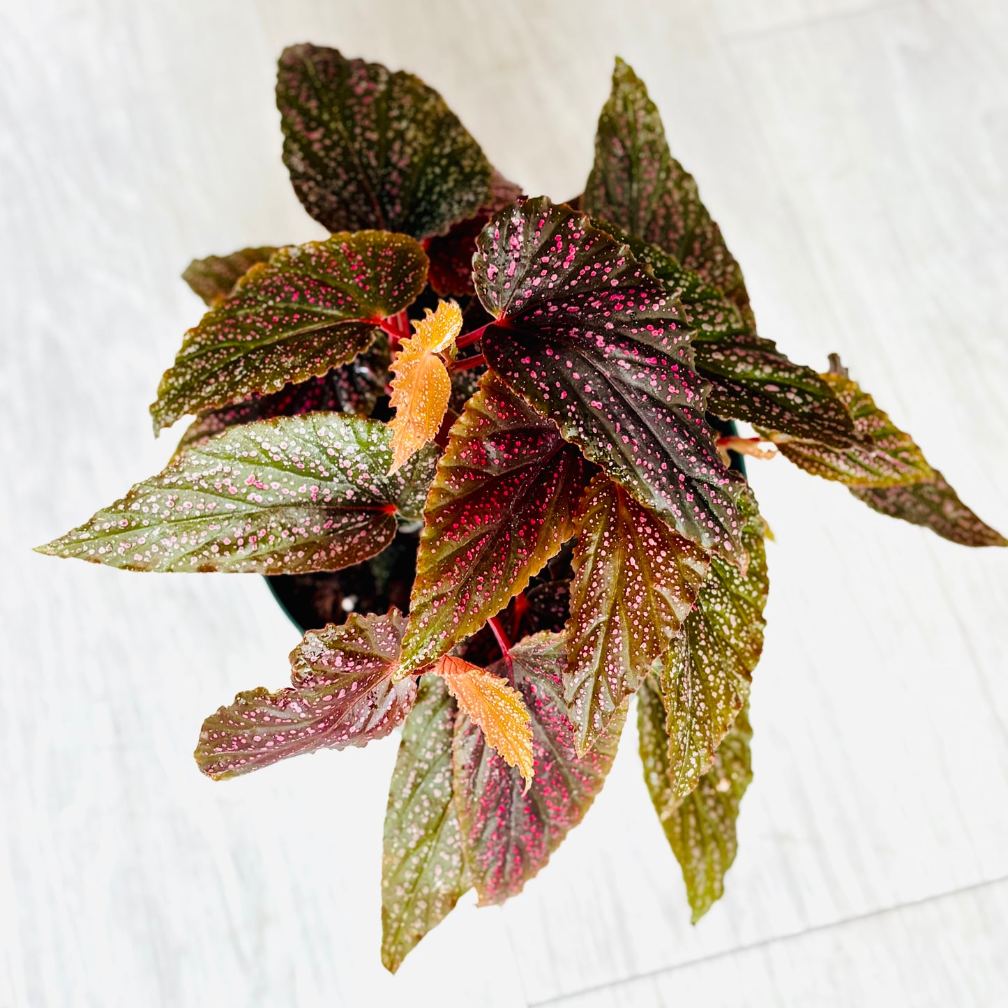 Benigo Pink Begonia