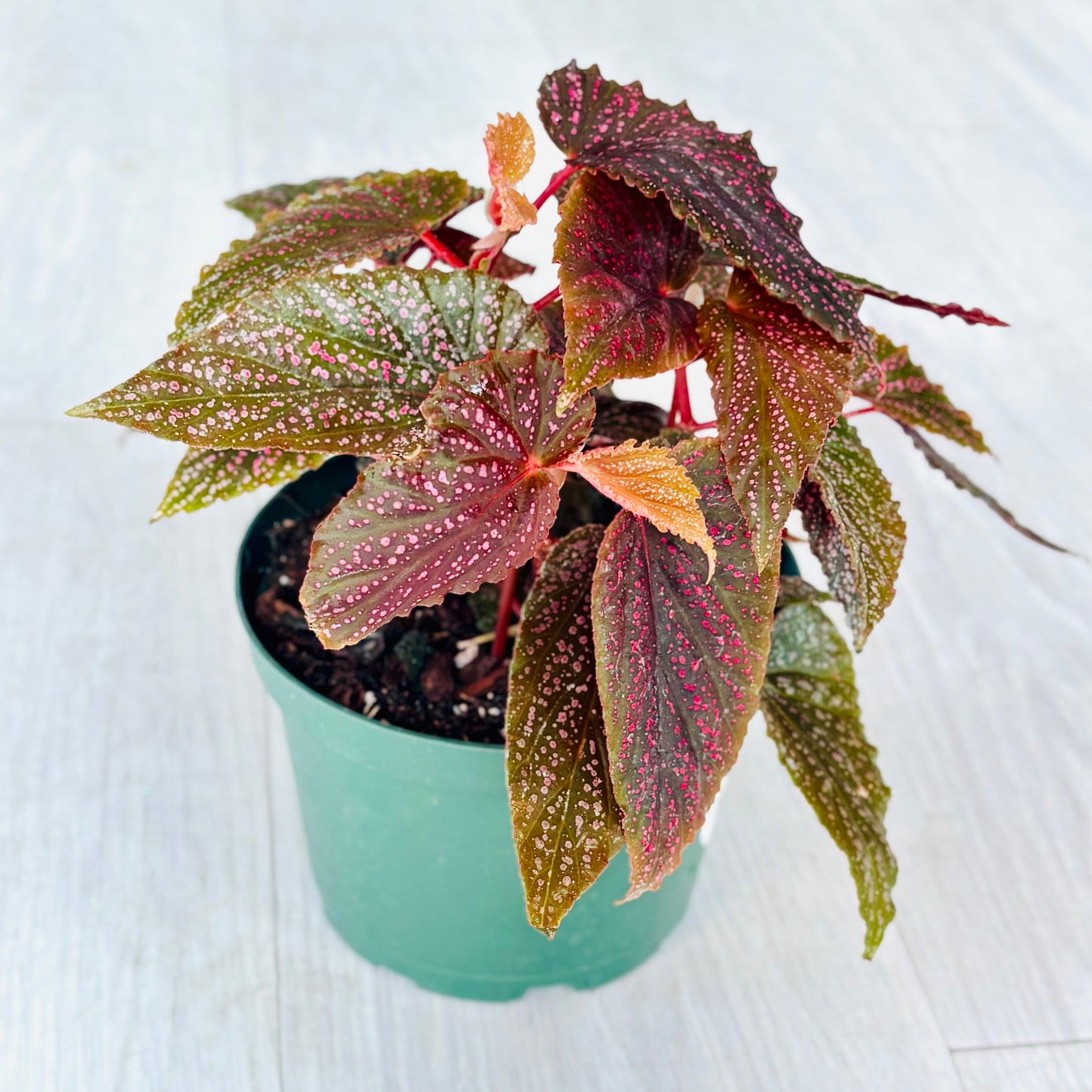 Benigo Pink Begonia