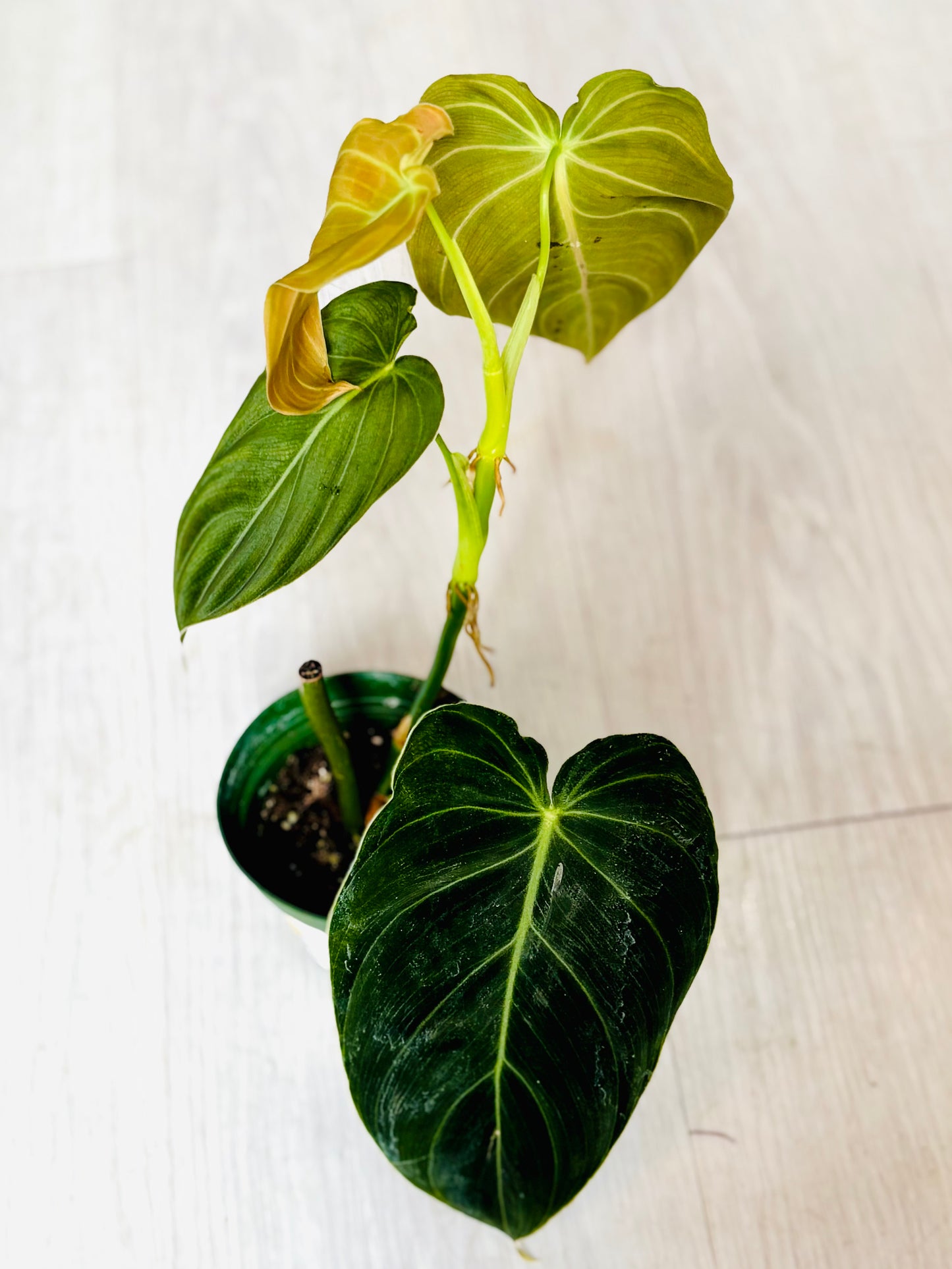 Black Gold Philodendron