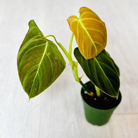 Black Gold Philodendron
