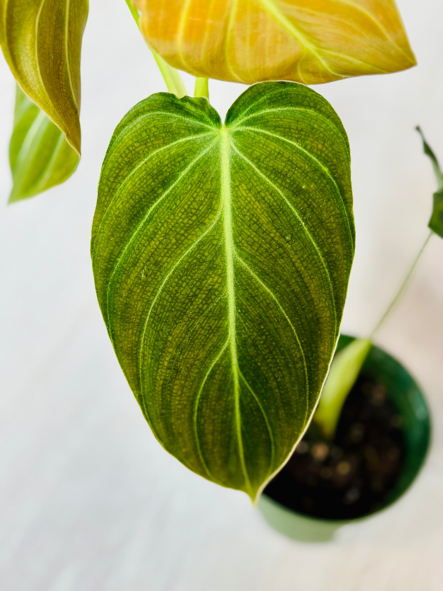 Black Gold Philodendron