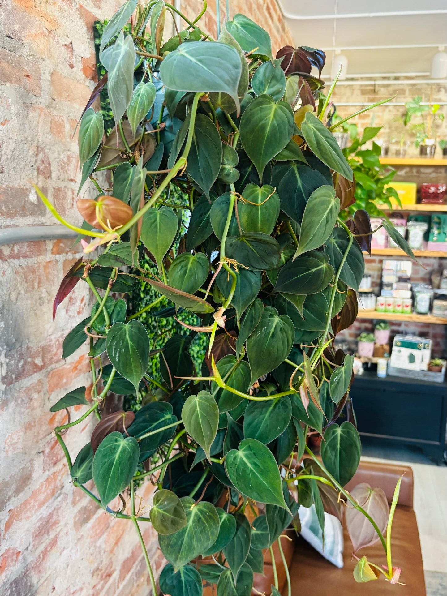 Micans Philodendron