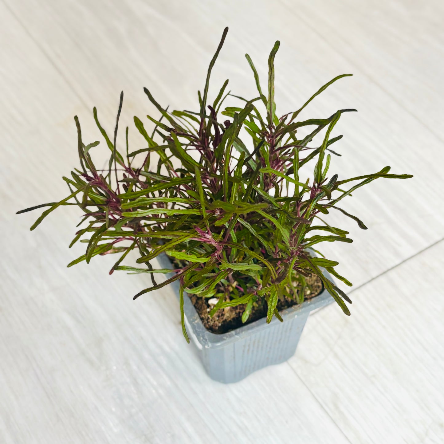 Houseplants - Assorted 3"