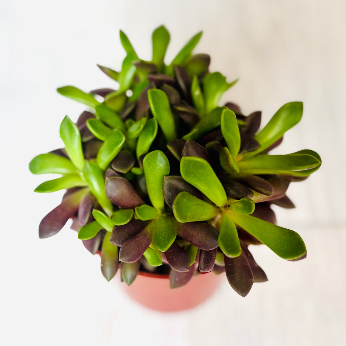 Succulents - Assorted 3"