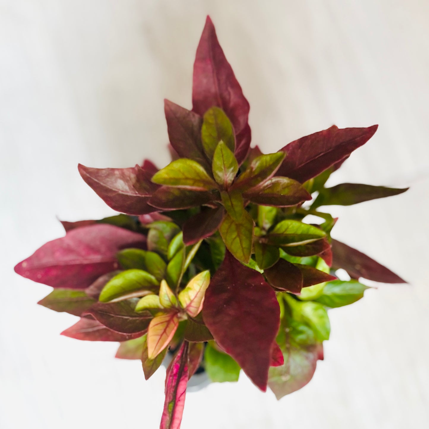 Houseplants - Assorted 3"