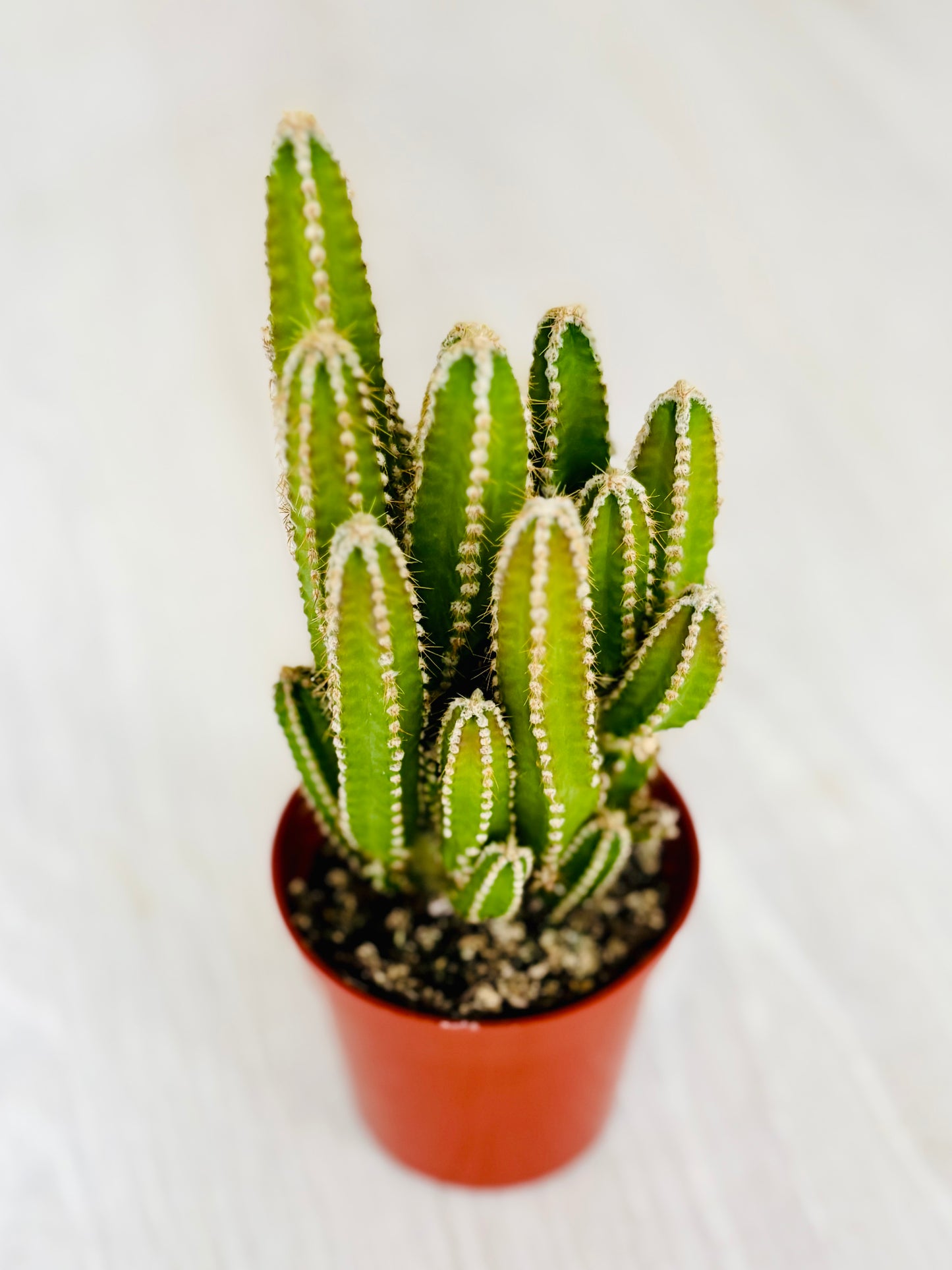 Fairy Castle Cactus