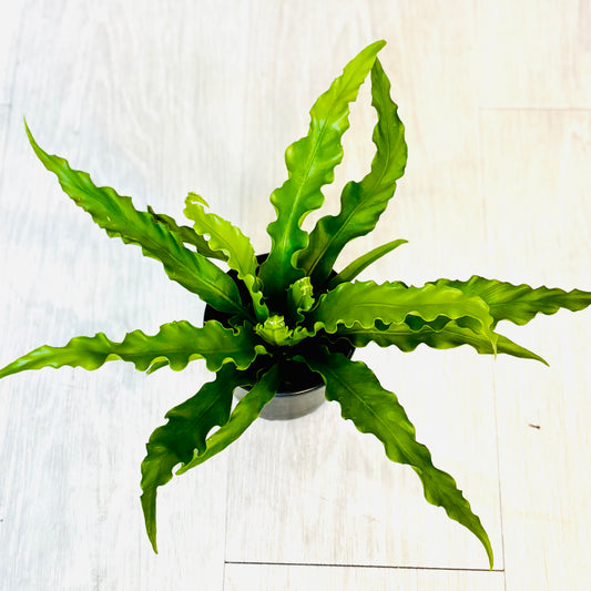 Victoria Bird's Nest Fern