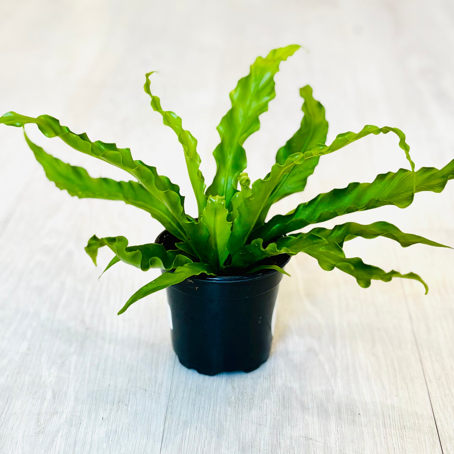 Victoria Bird's Nest Fern