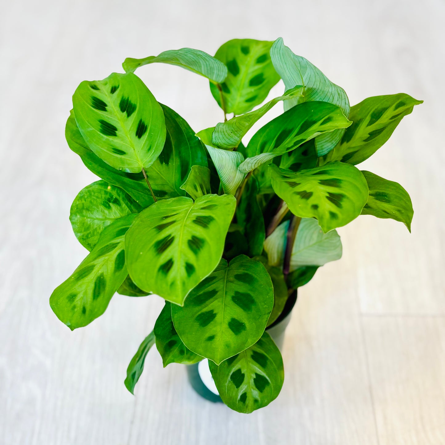 Green Prayer Plant