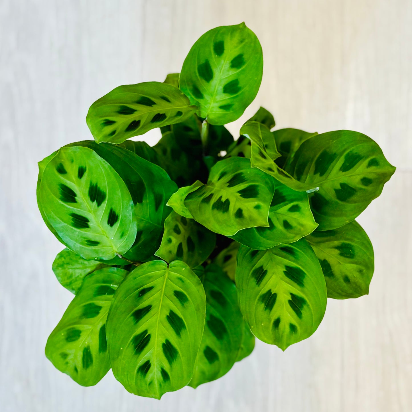 Green Prayer Plant