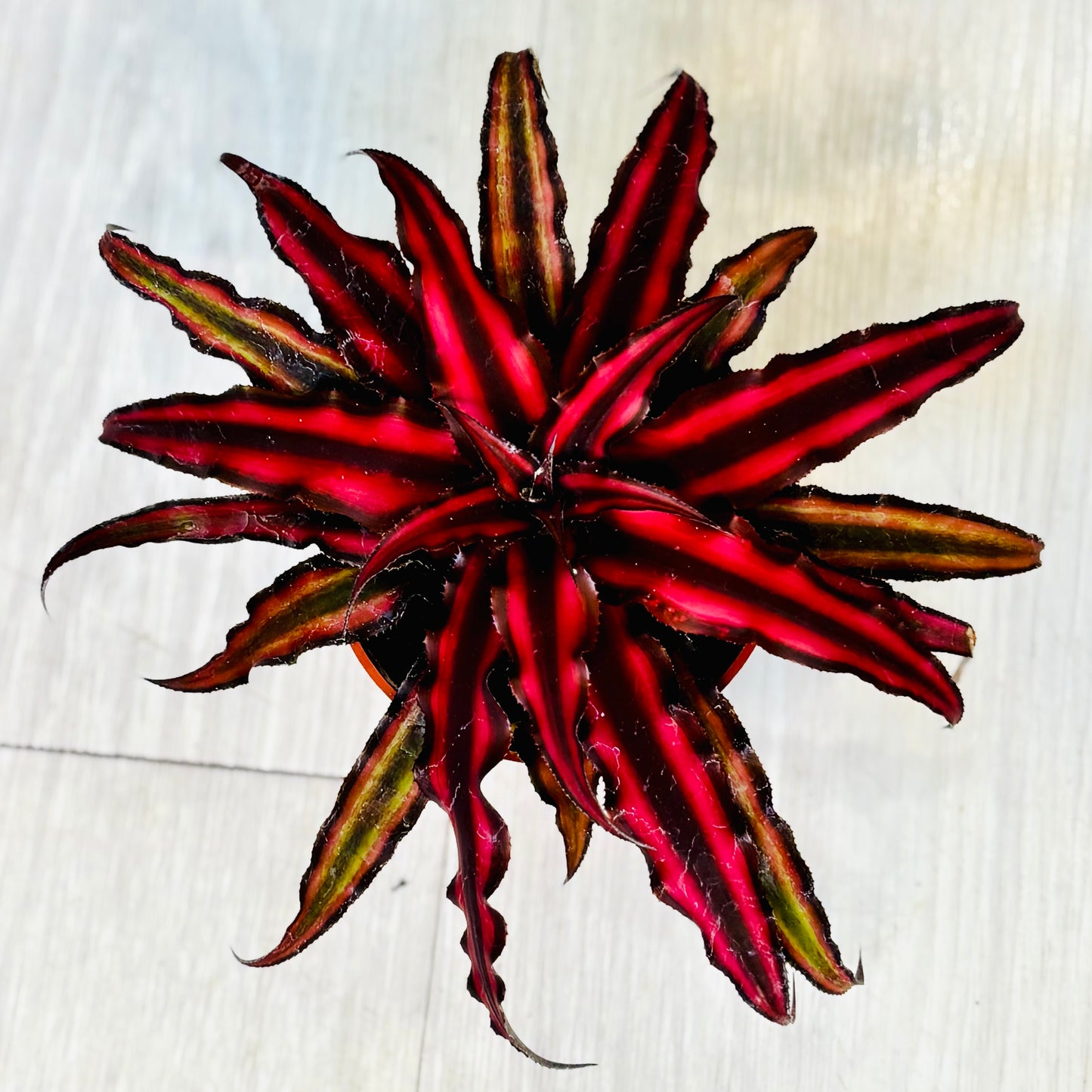 Cryptanthus