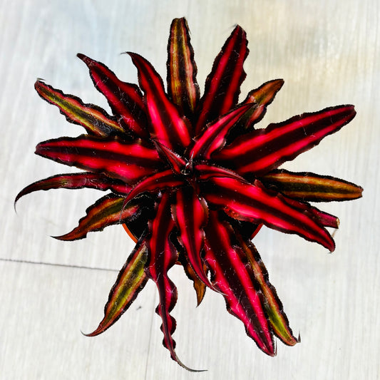 Cryptanthus