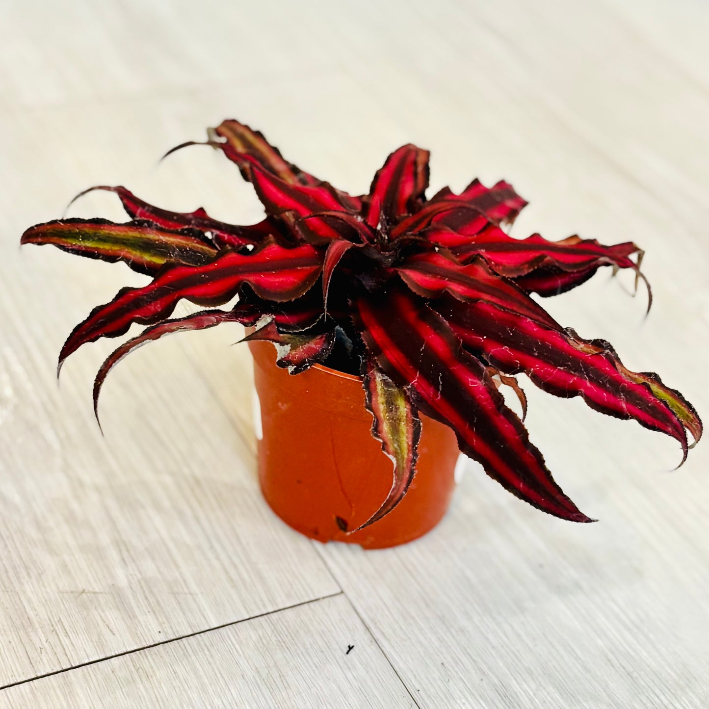 Cryptanthus
