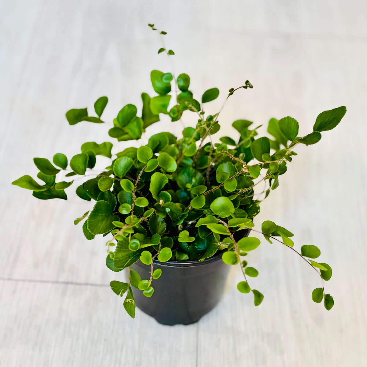Button Fern
