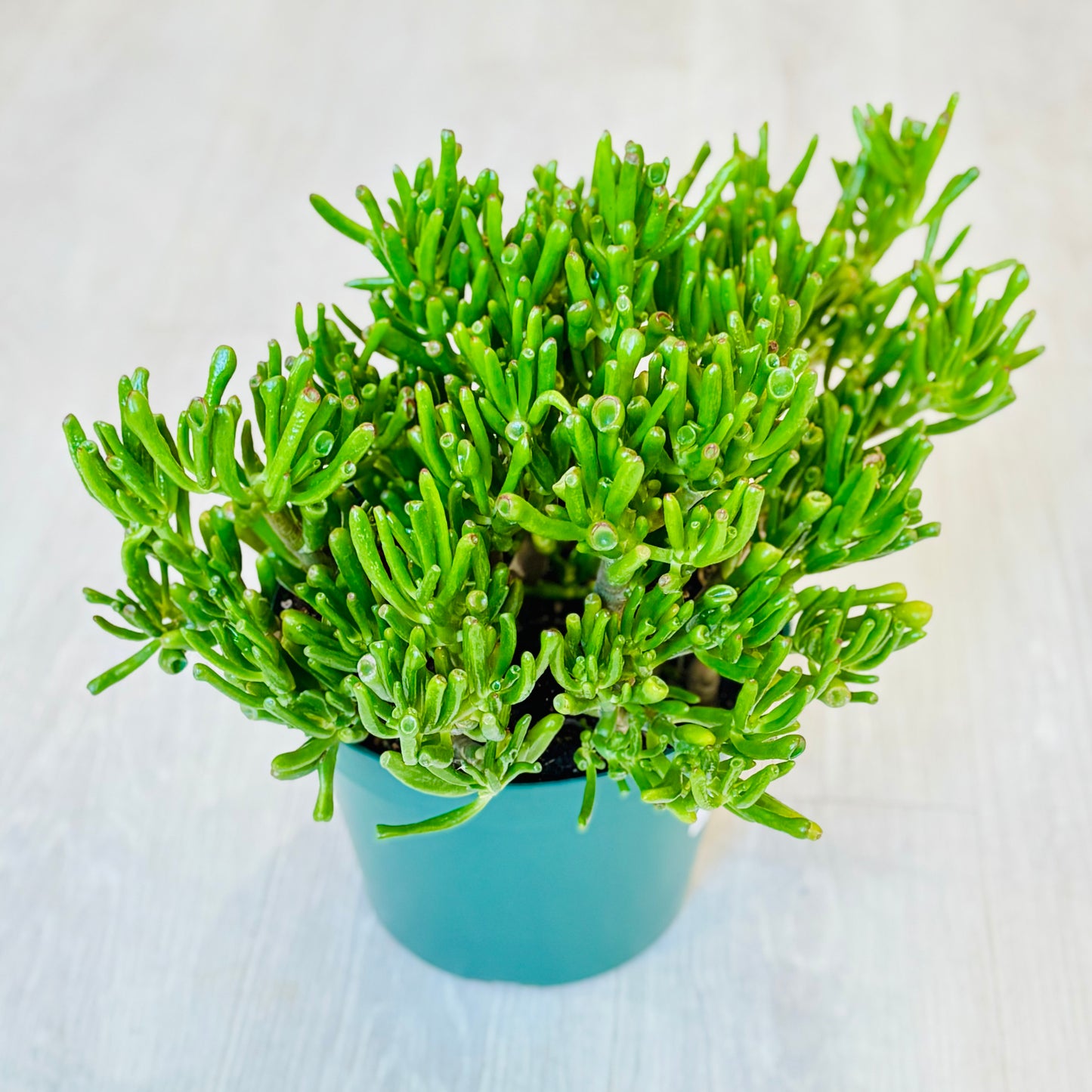 Hobbit Jade