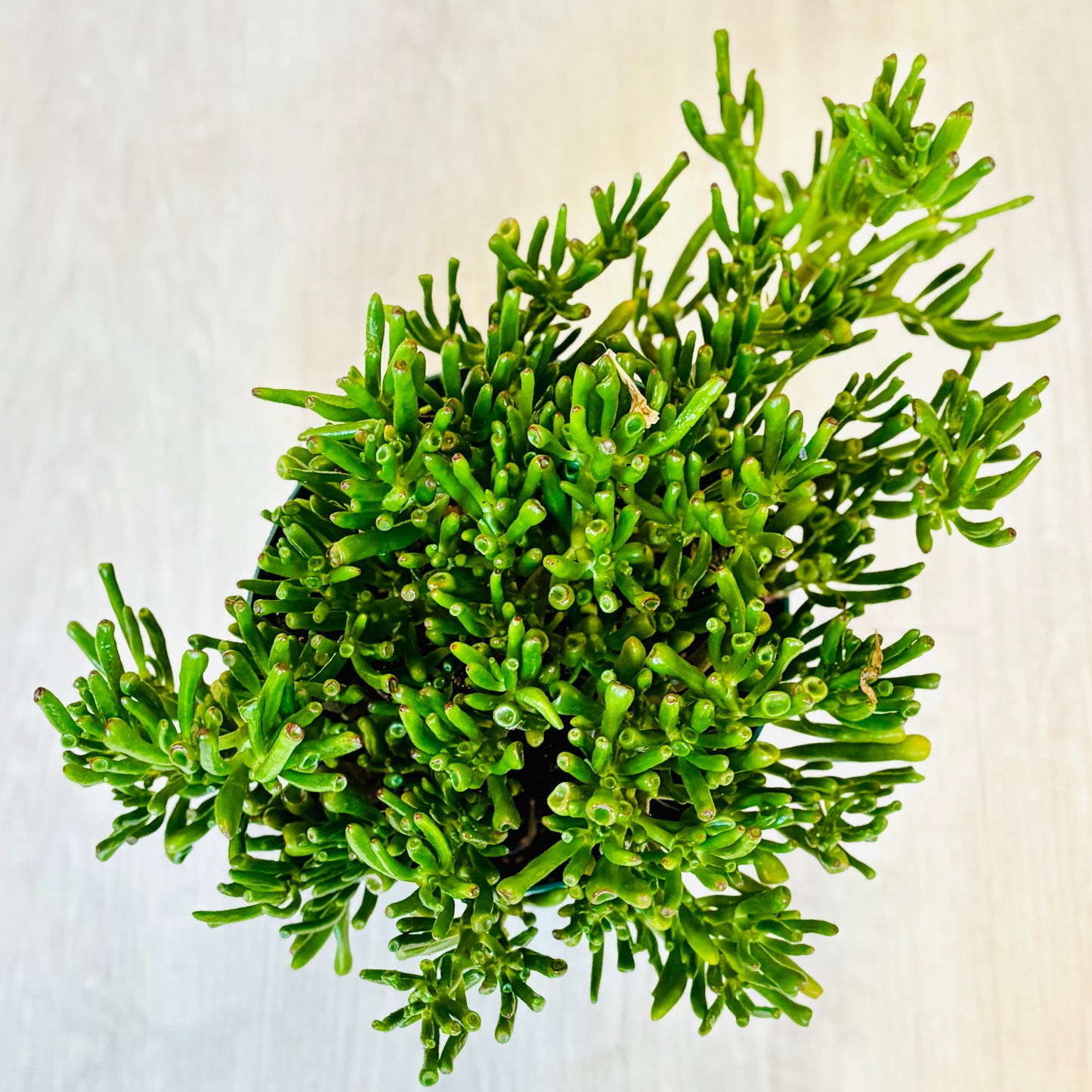 Hobbit Jade