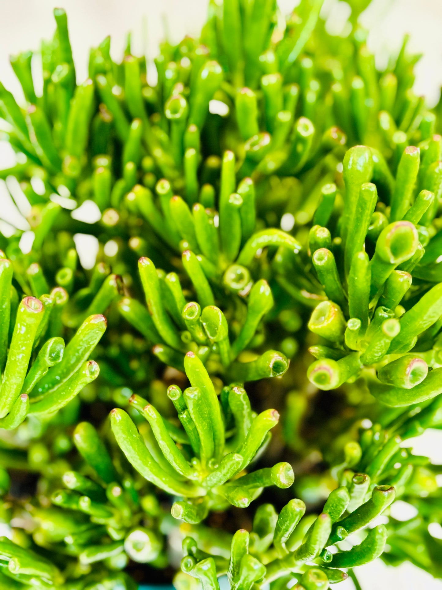 Hobbit Jade