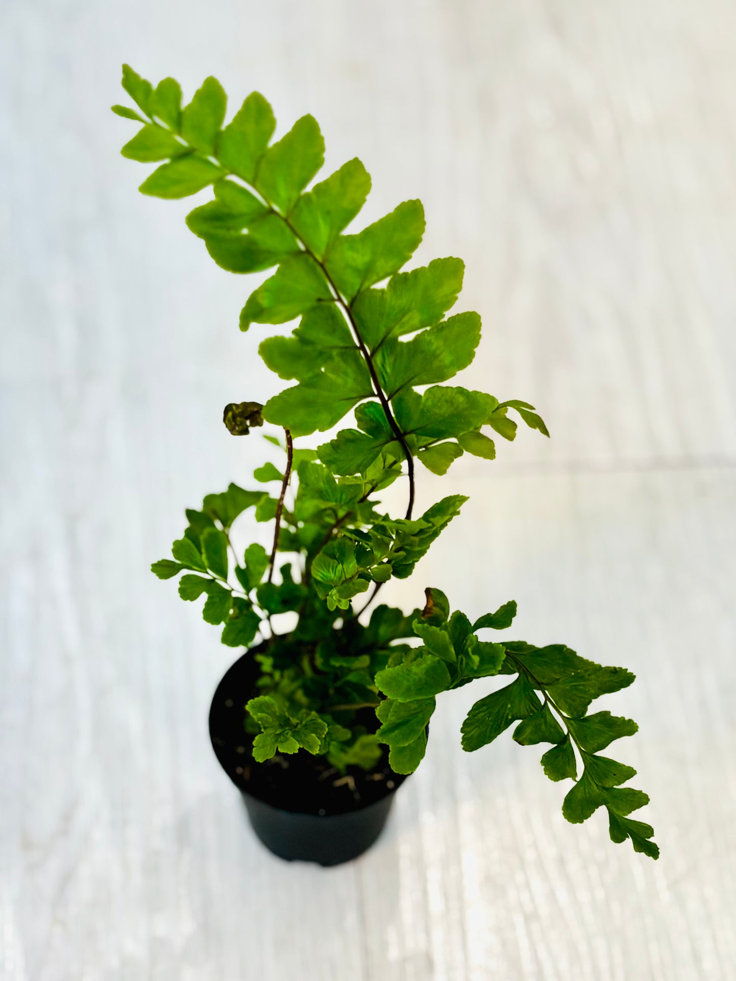 Houseplants - Assorted 2"