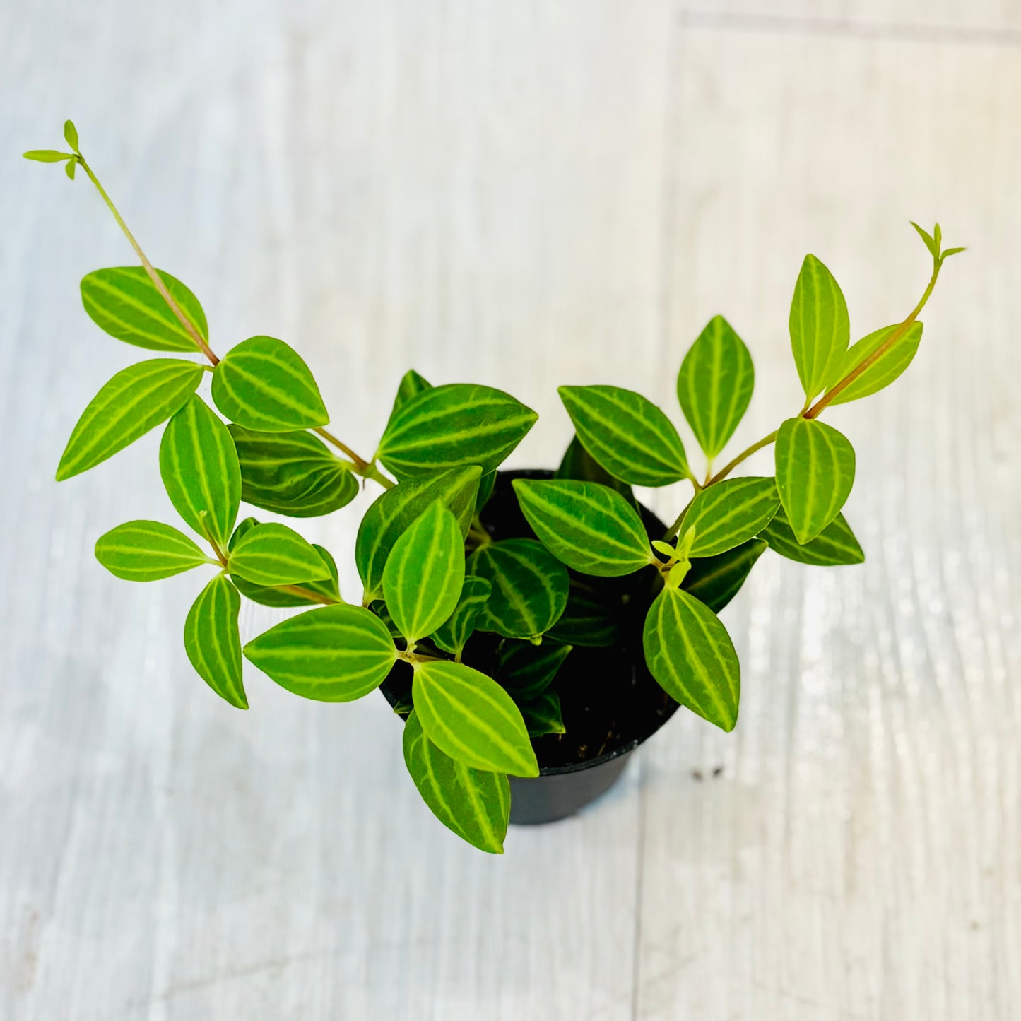 Houseplants - Assorted 2"