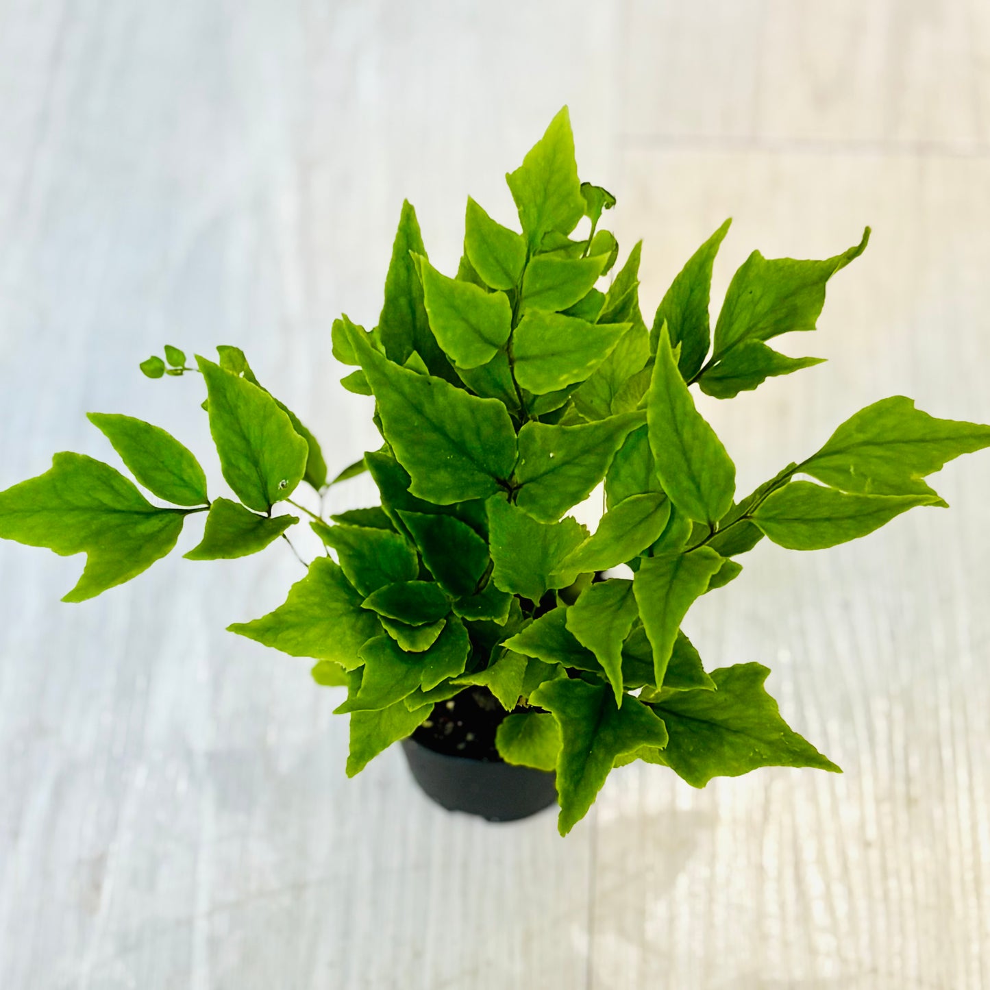 Houseplants - Assorted 2"