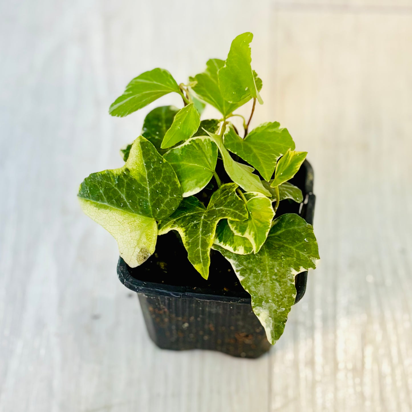 Houseplants - Assorted 3"