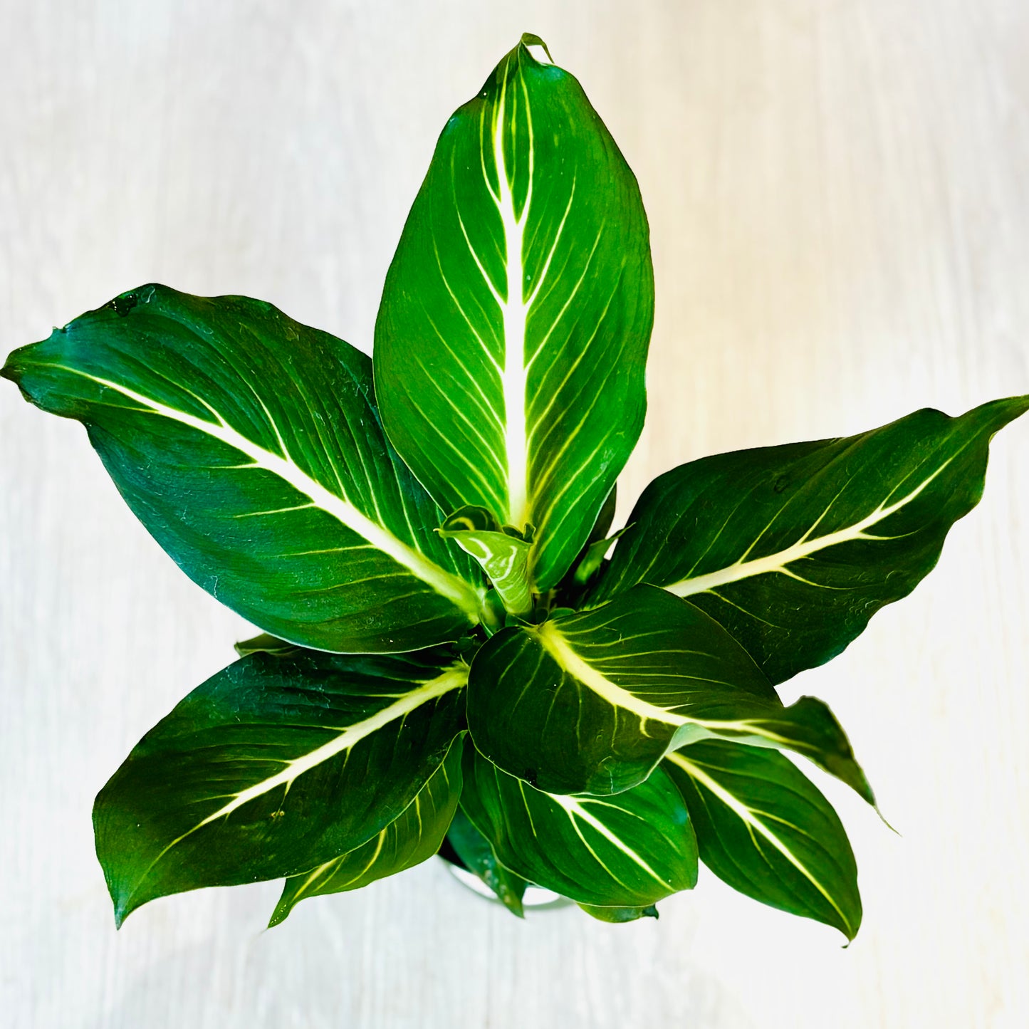 Sterling Dieffenbachia