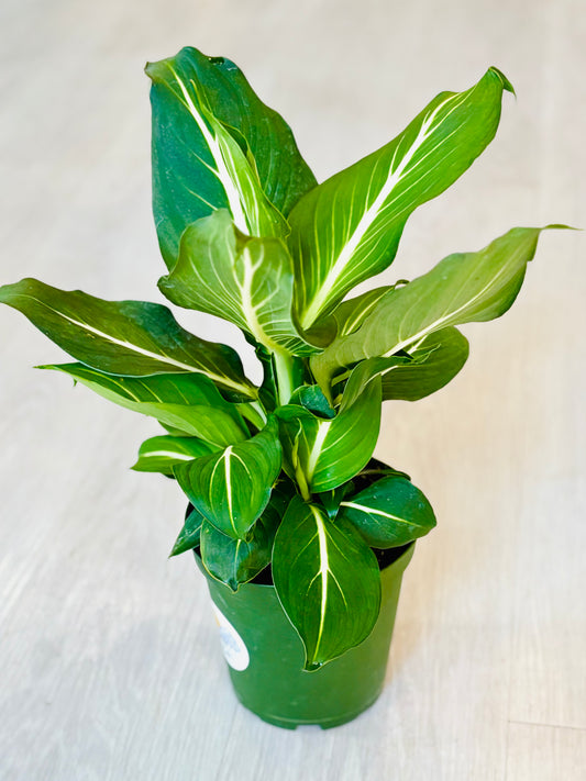 Sterling Dieffenbachia