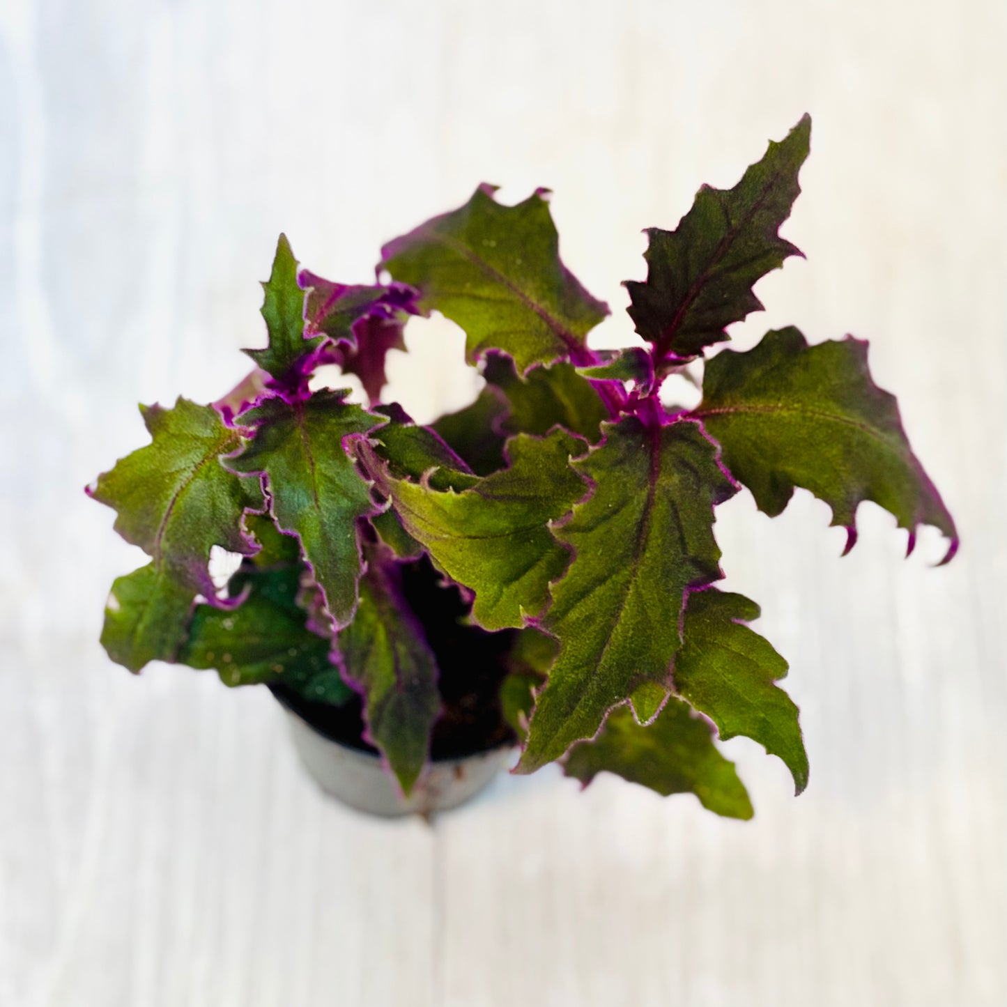 Houseplants - Assorted 2"