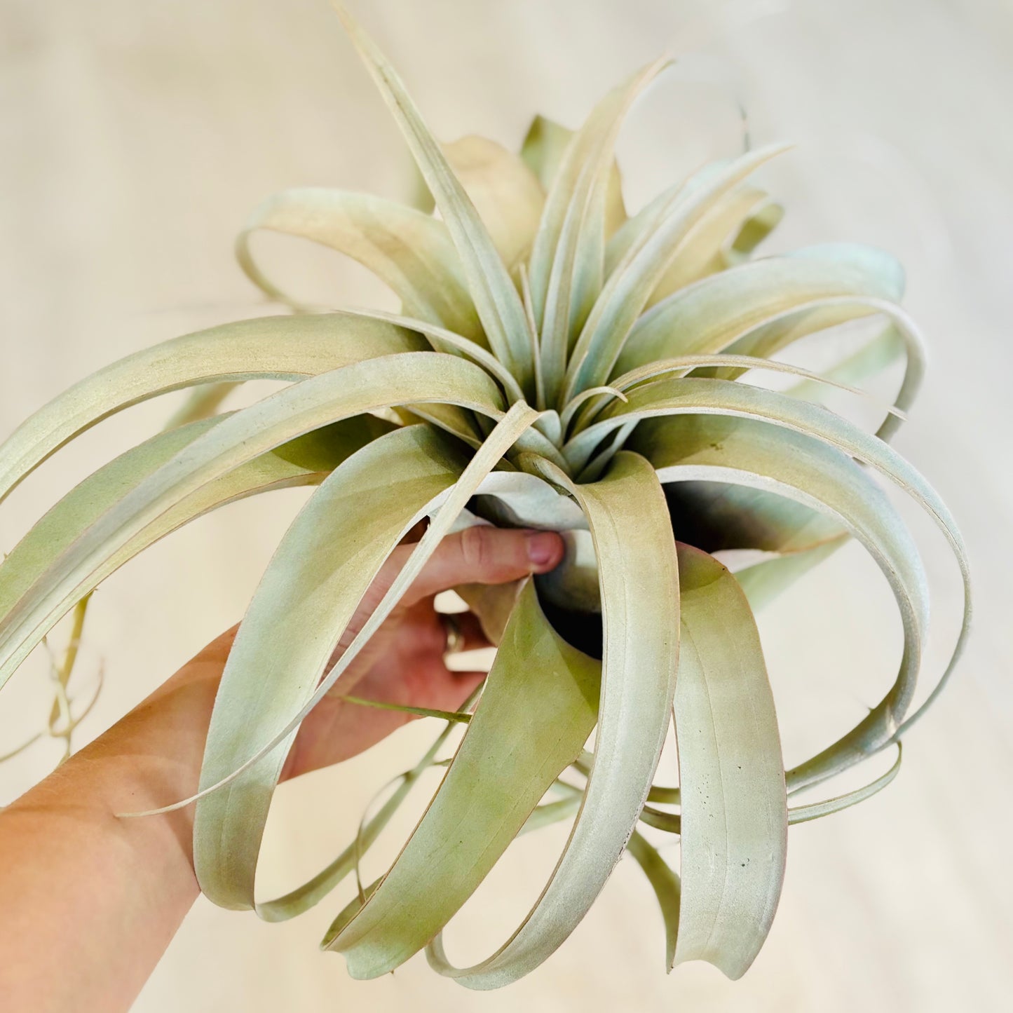 Xerographica Airplants