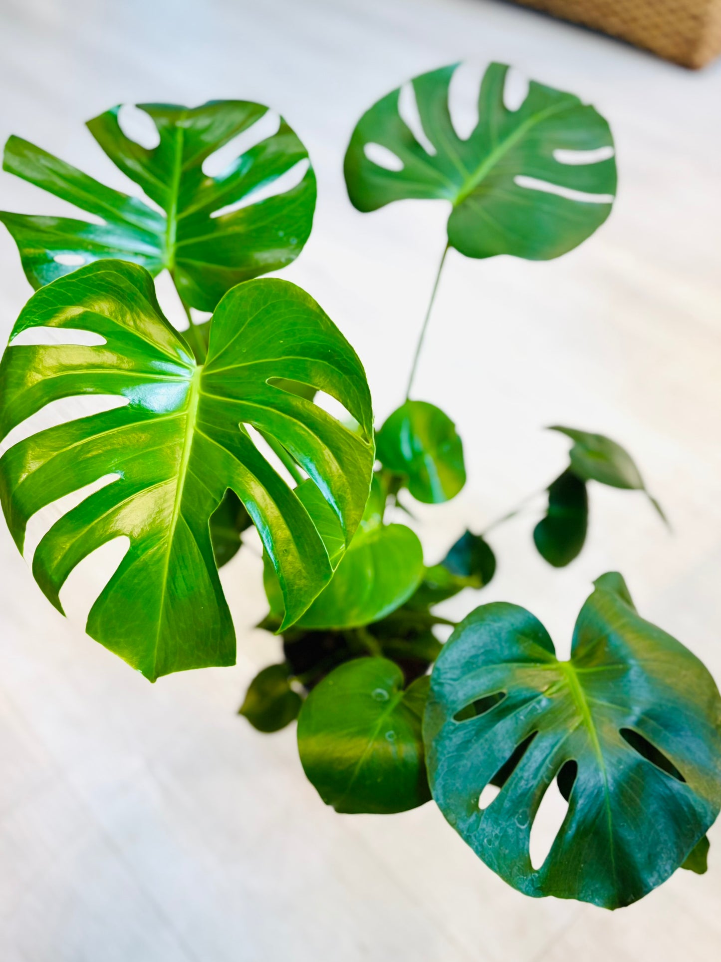 Monstera Deliciosa