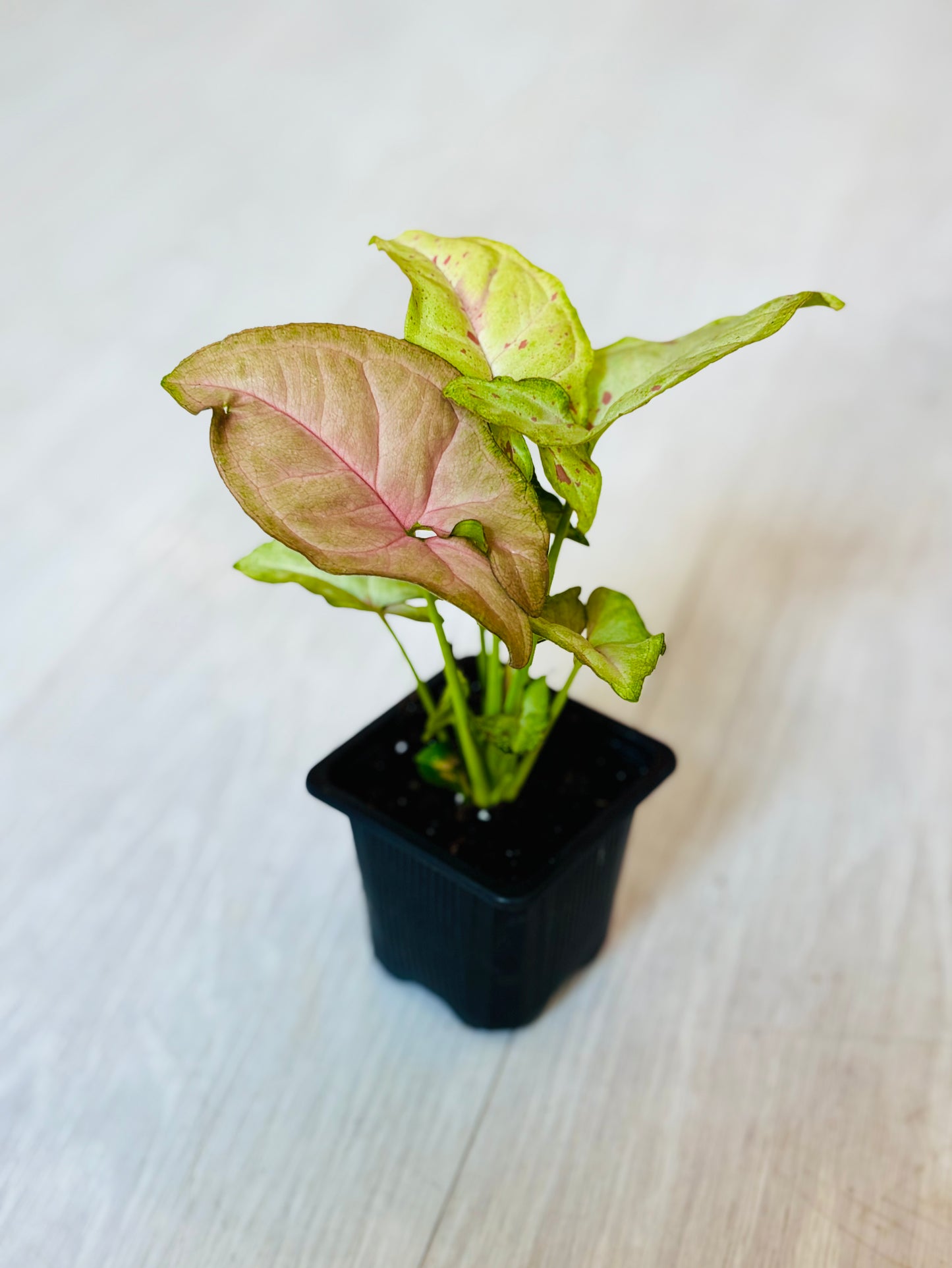 Houseplants - Assorted 3"