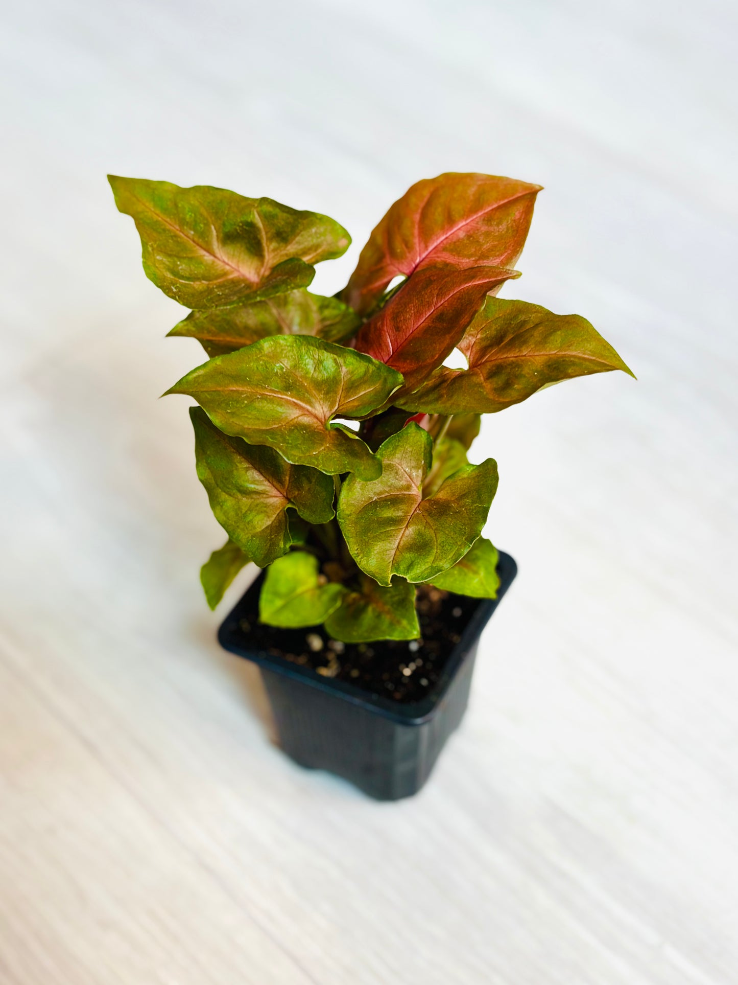 Houseplants - Assorted 3"
