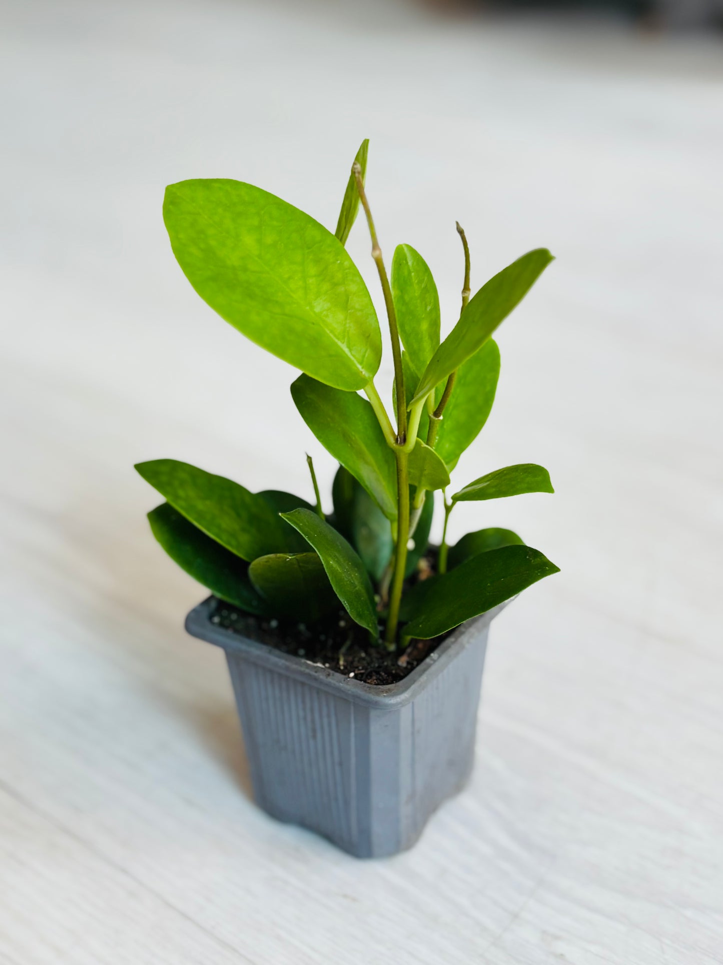 Houseplants - Assorted 3"