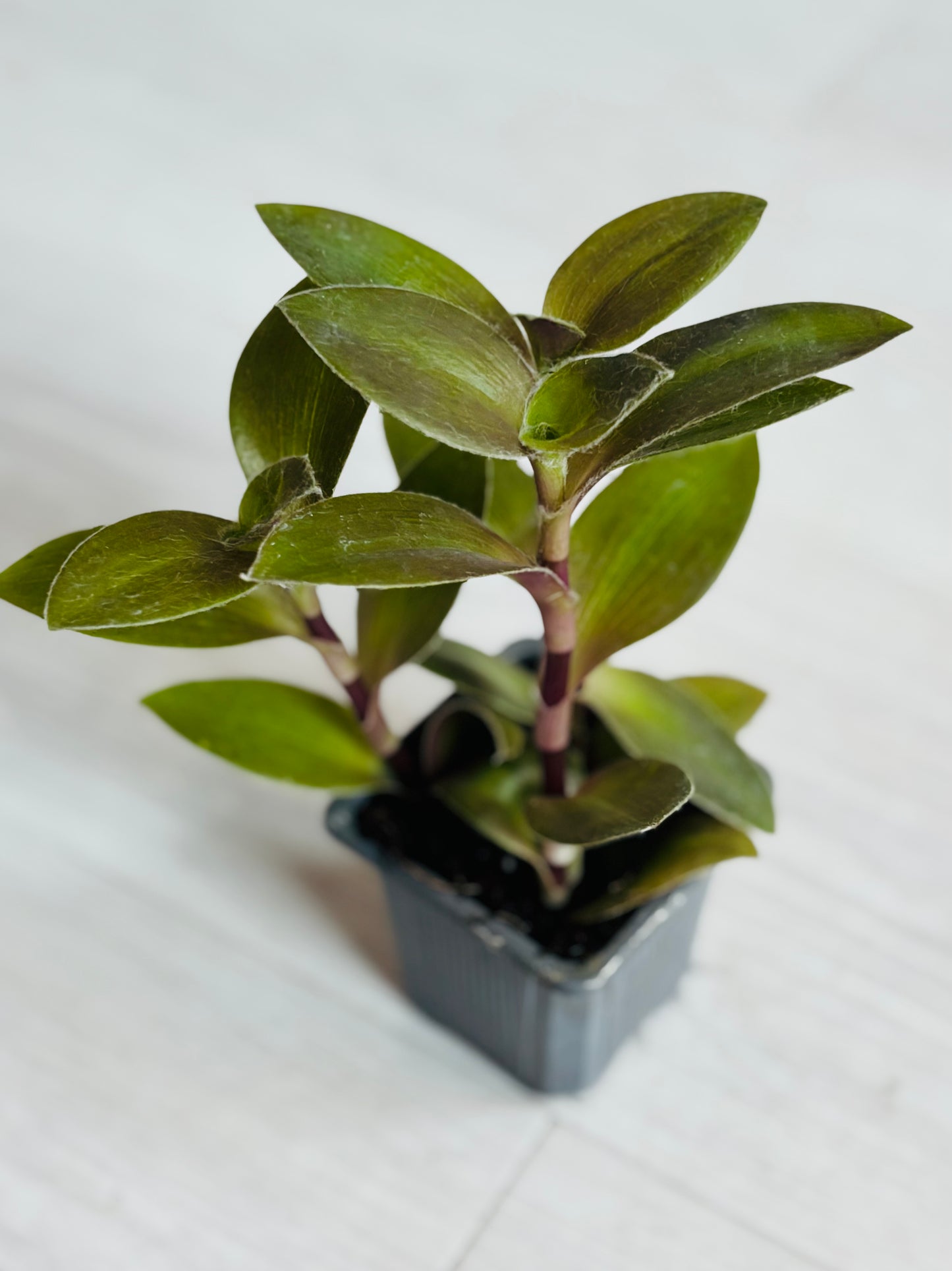 Houseplants - Assorted 3"