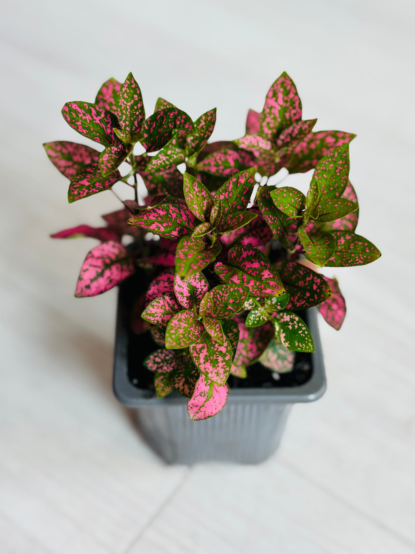Houseplants - Assorted 3"