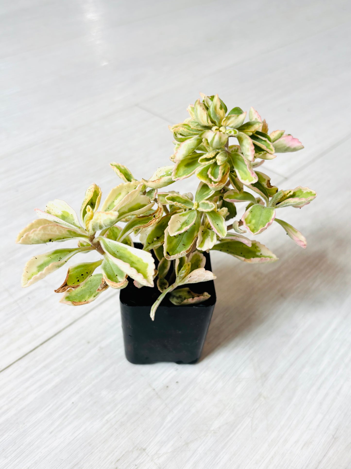Succulents- Assorted 2"