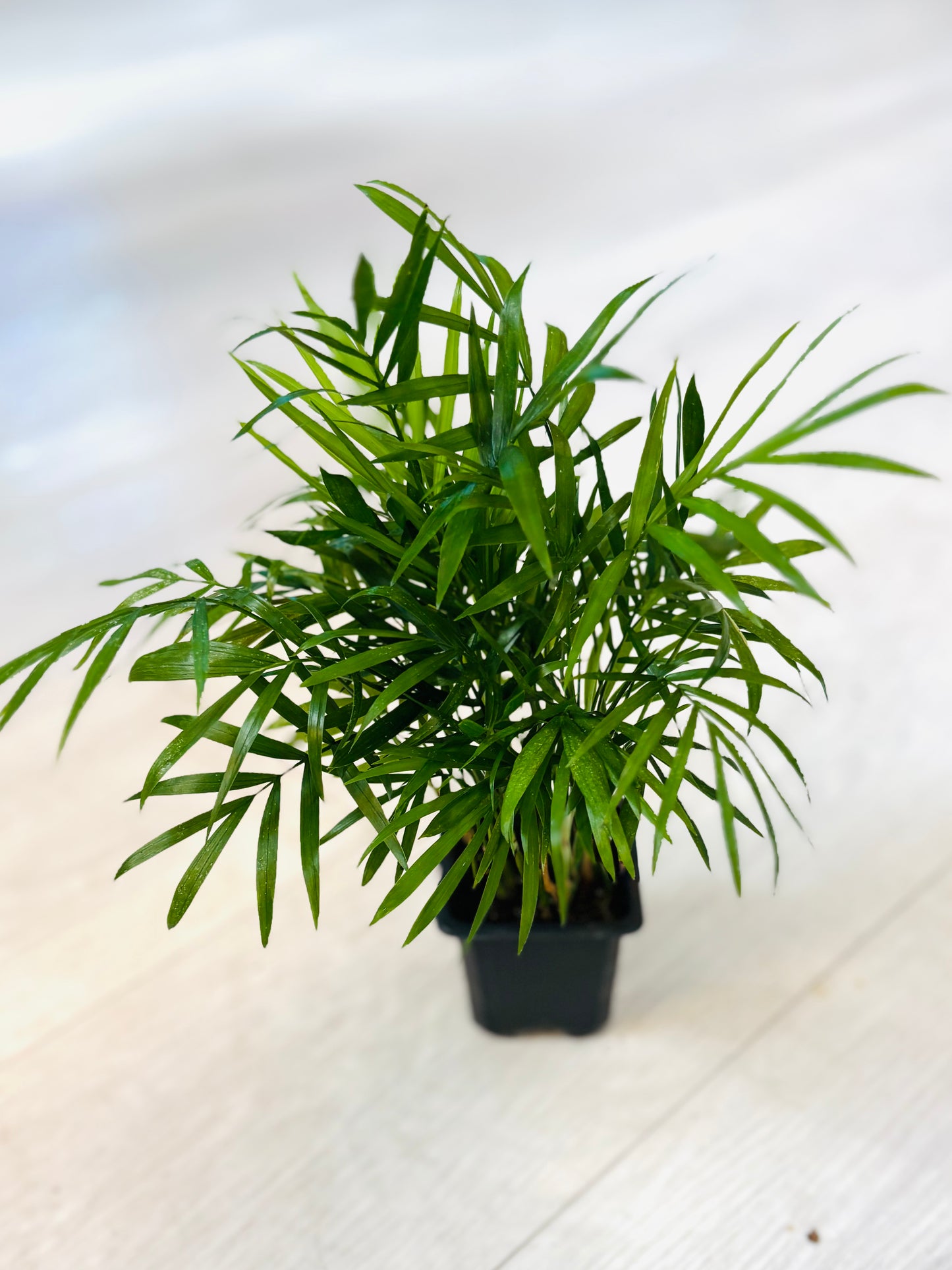 Houseplants - Assorted 3"