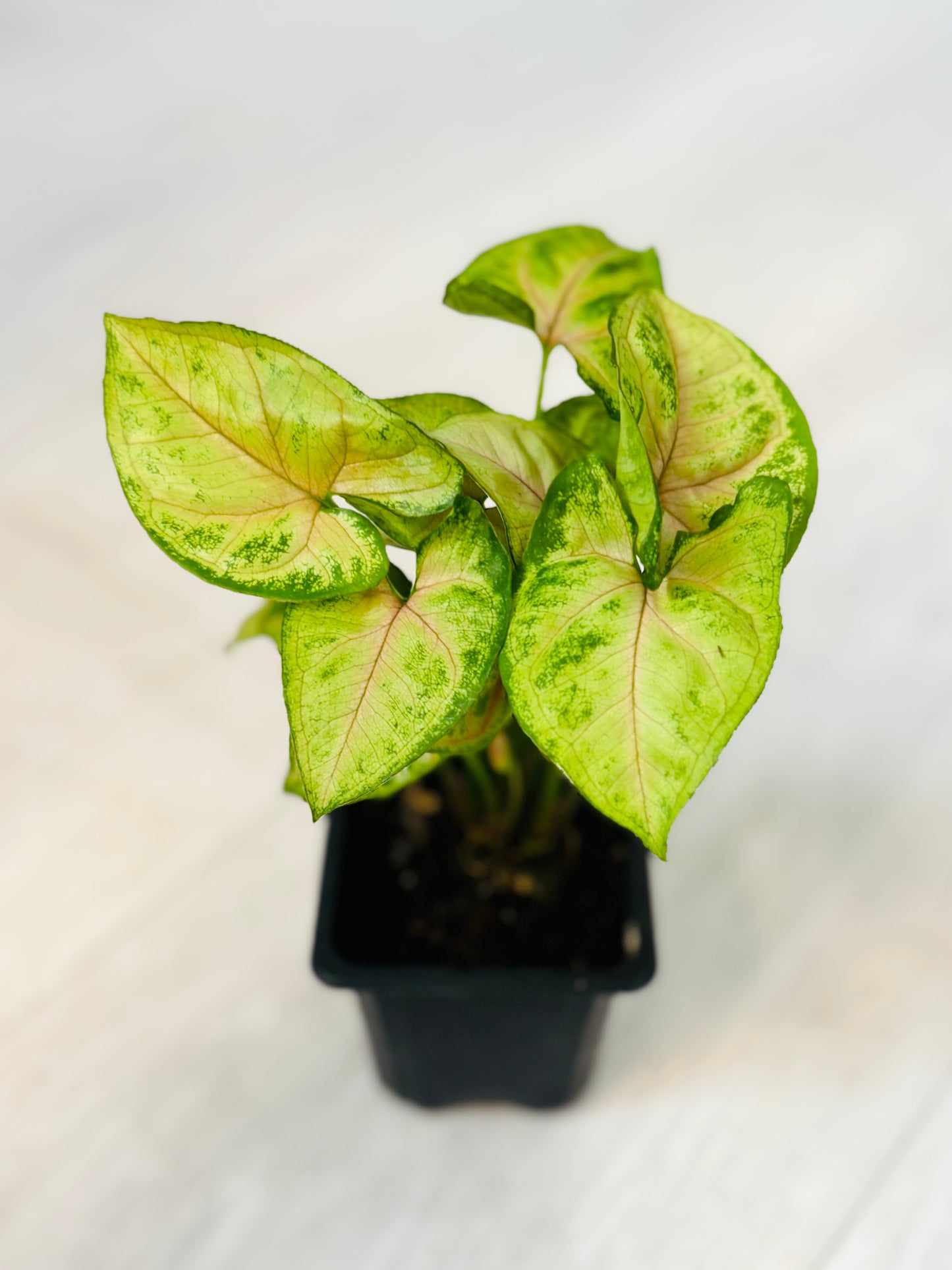 Houseplants - Assorted 3"