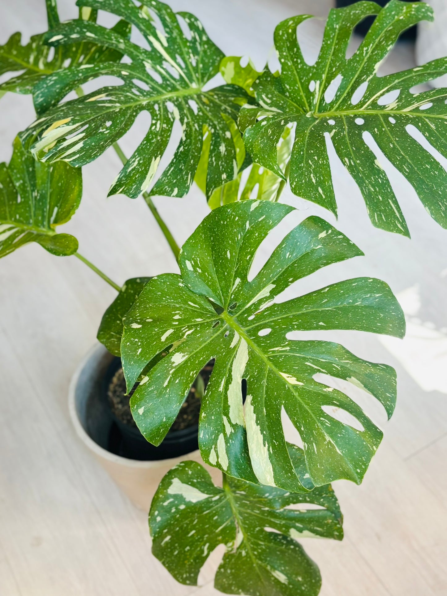 Monstera Thai Constellation