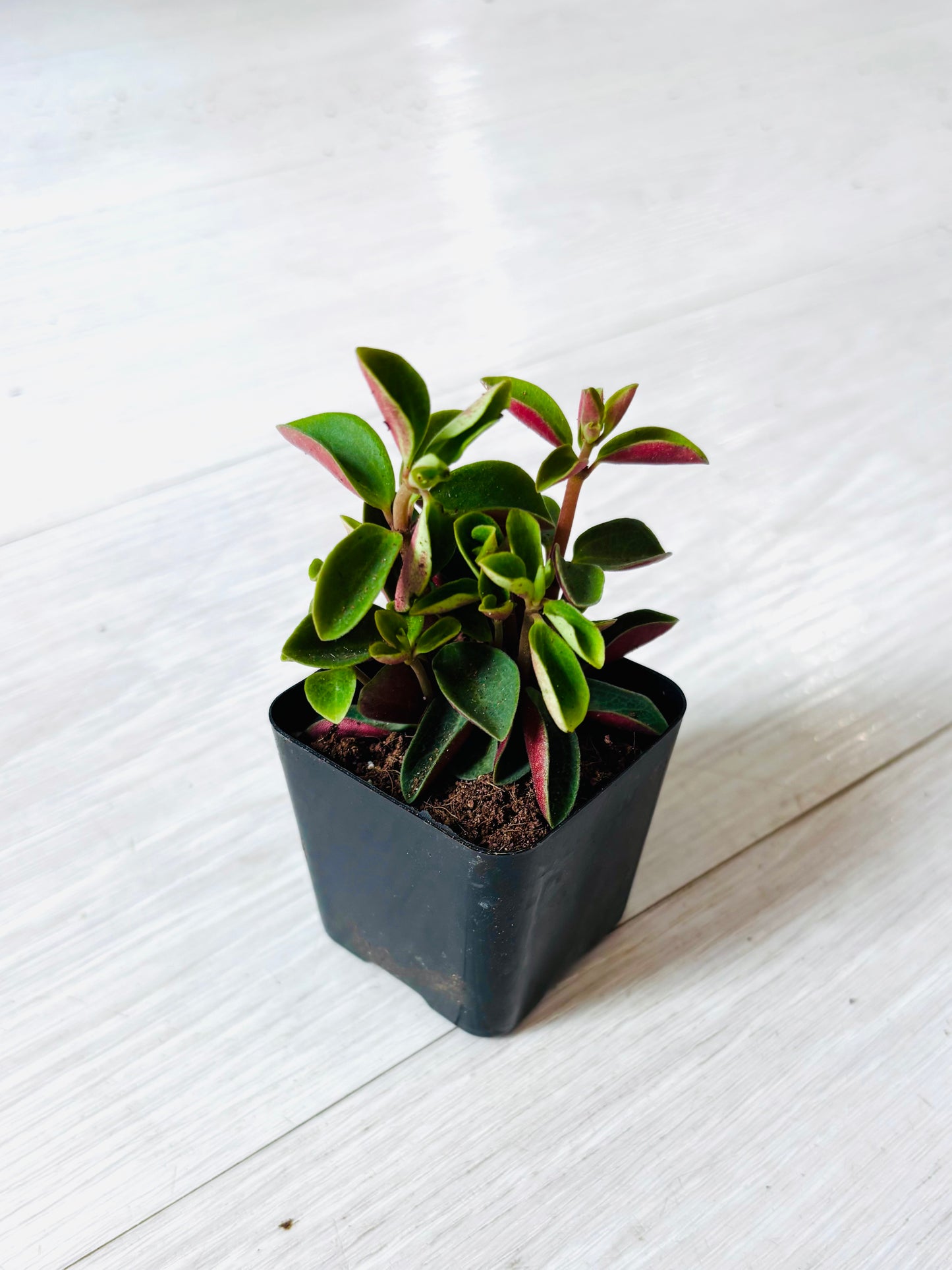 Houseplants - Assorted 2"