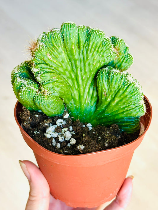 Cactus - Assorted 4"