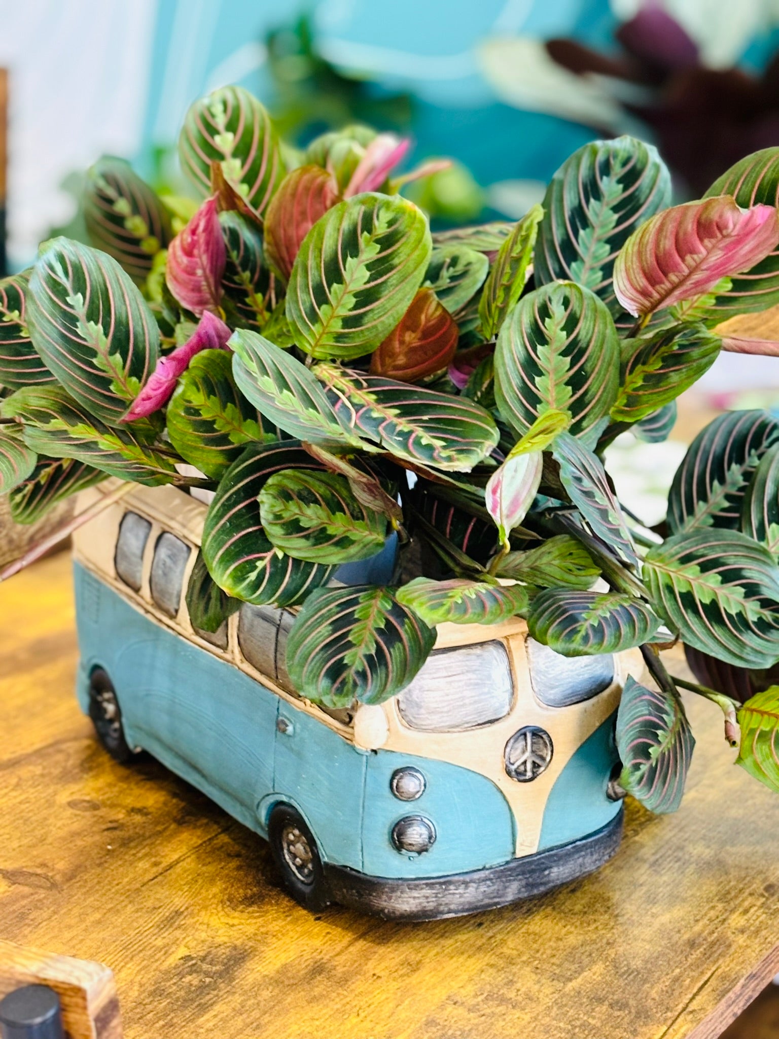 VW Bus Planter – SoCal Soul Plants & Gifts
