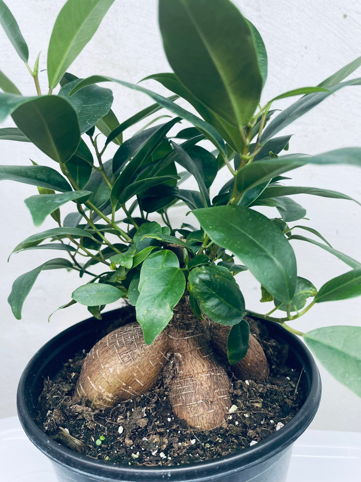 Ginseng Ficus