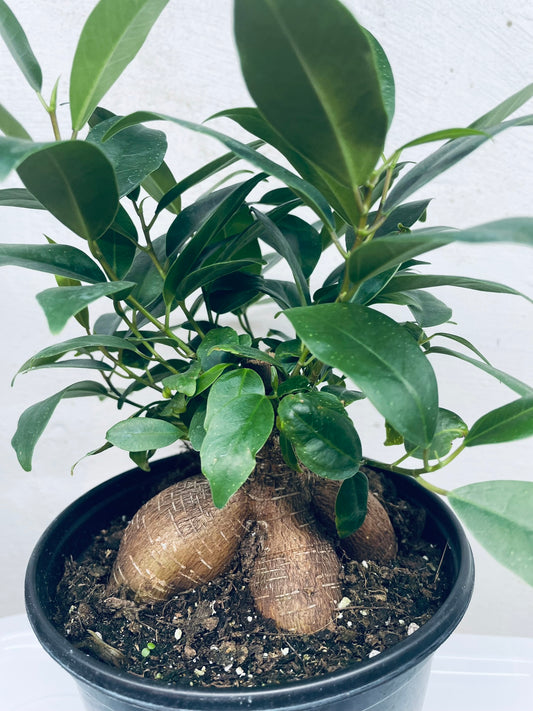 Ginseng Ficus