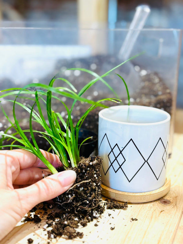 Houseplants 101 - September 29th