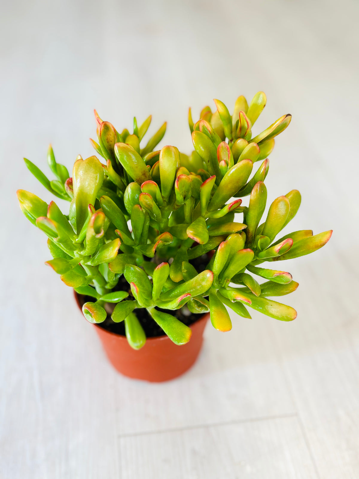 Variegated Gollum Jade