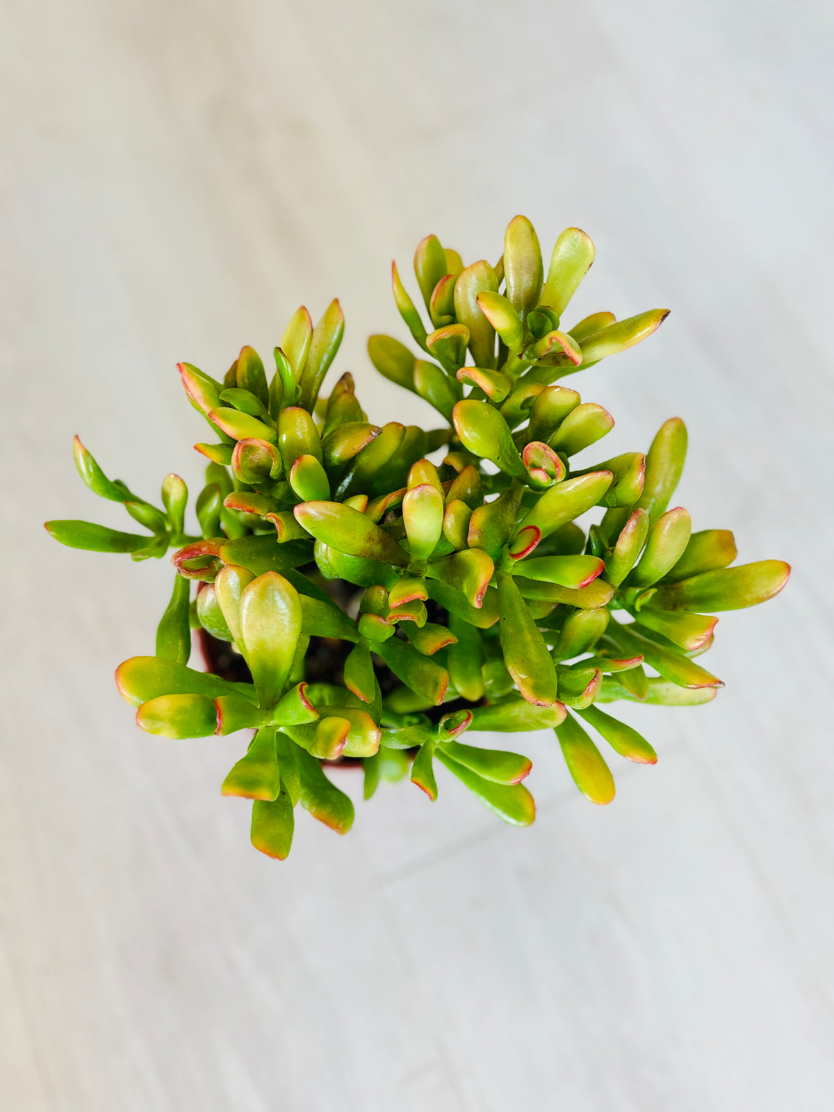 Variegated Gollum Jade